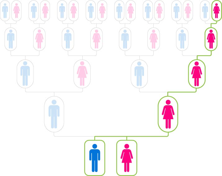 mtDNA direct maternal line