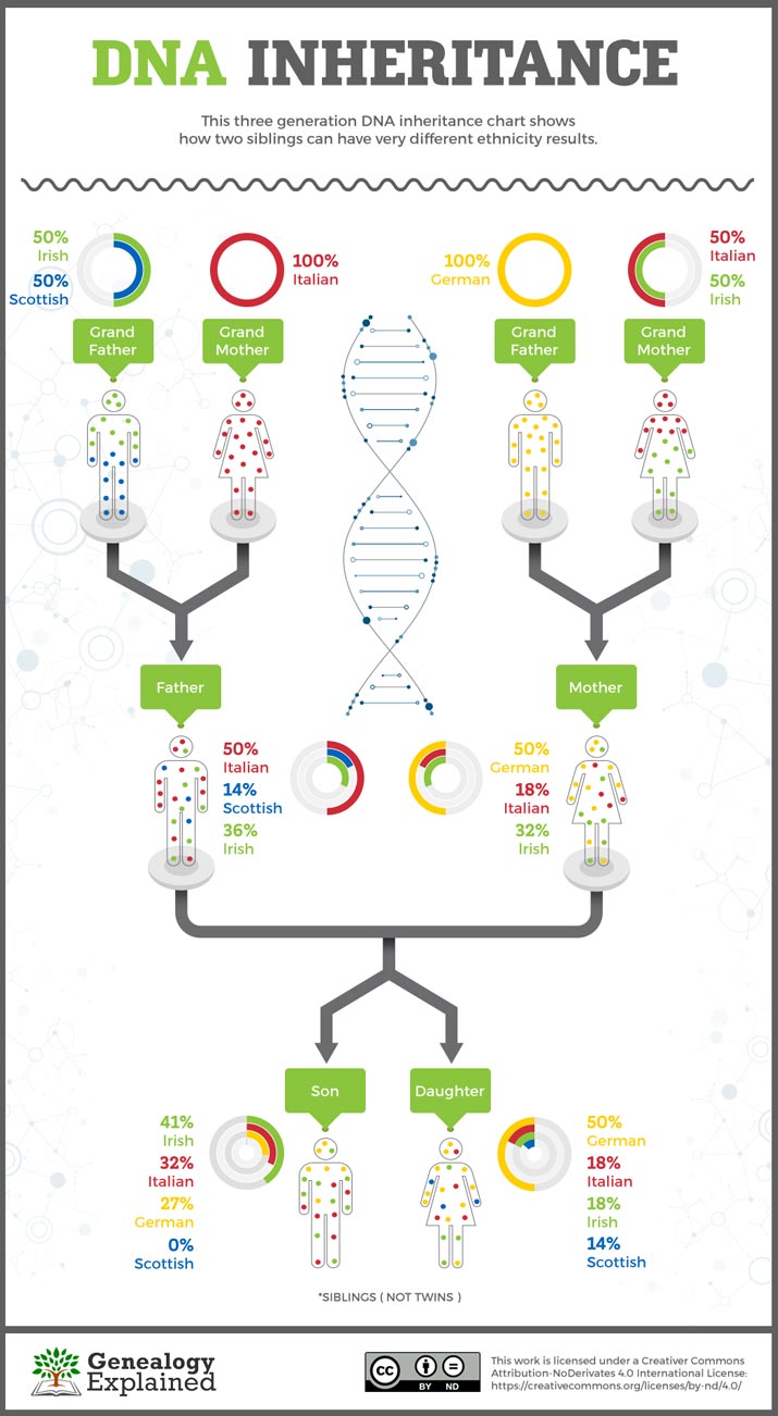 Can siblings share more than 50% DNA?